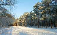 Snowy forest